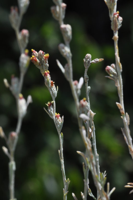Artemisia tripartita ssp. tripartita