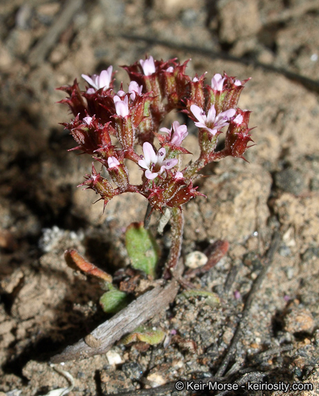 Chorizanthe staticoides