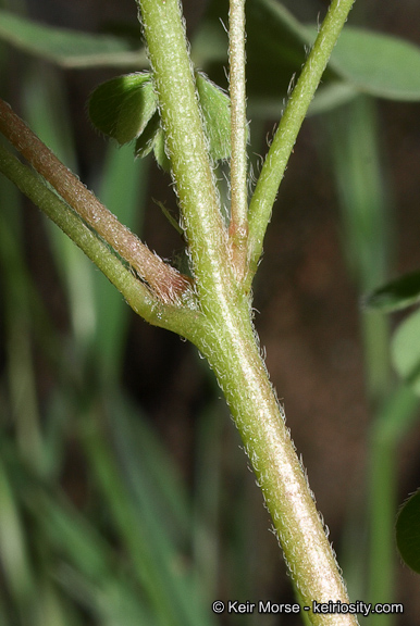 Oxalis californica