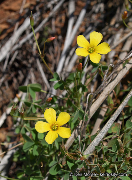 Oxalis californica