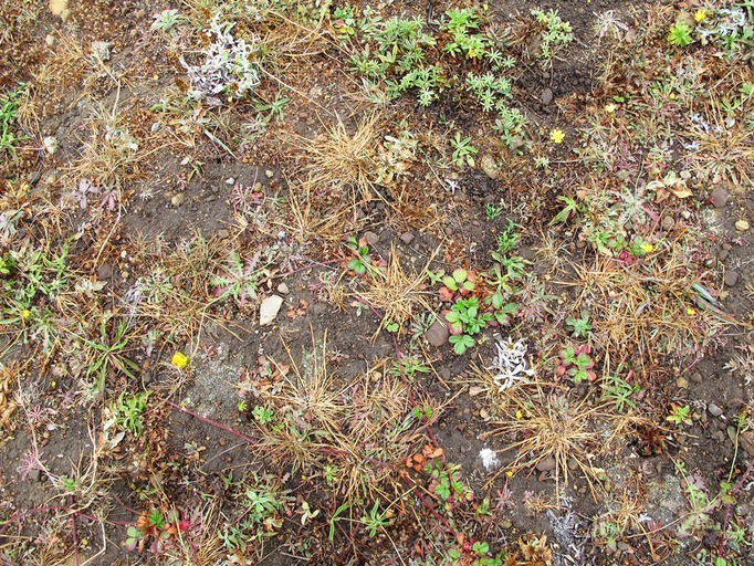 Agrostis blasdalei Agrostis blasdalei