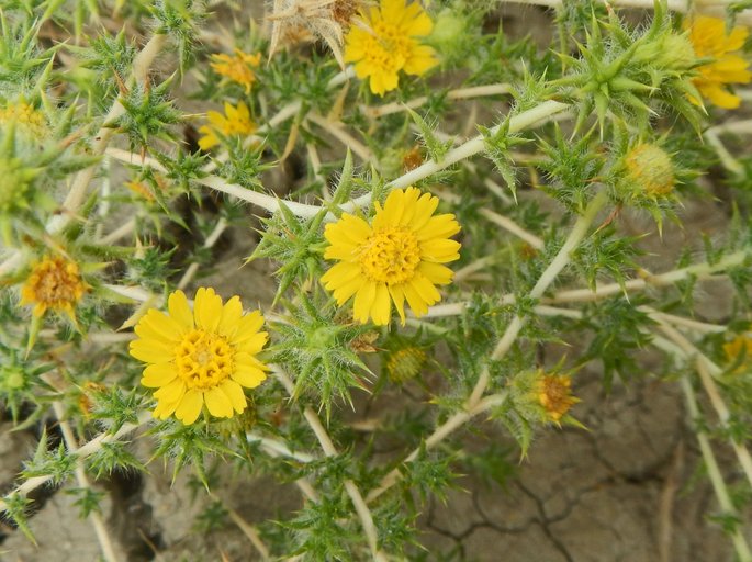 Centromadia parryi ssp. rudis