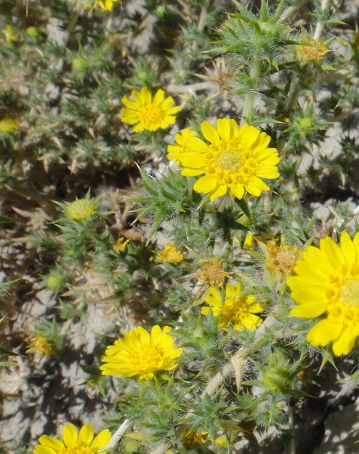 Centromadia parryi ssp. rudis Centromadia parryi ssp. rudis
