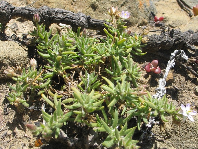 Spergularia macrotheca var. macrotheca