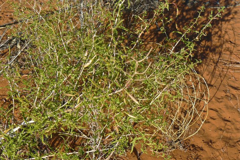 Oenothera pallida