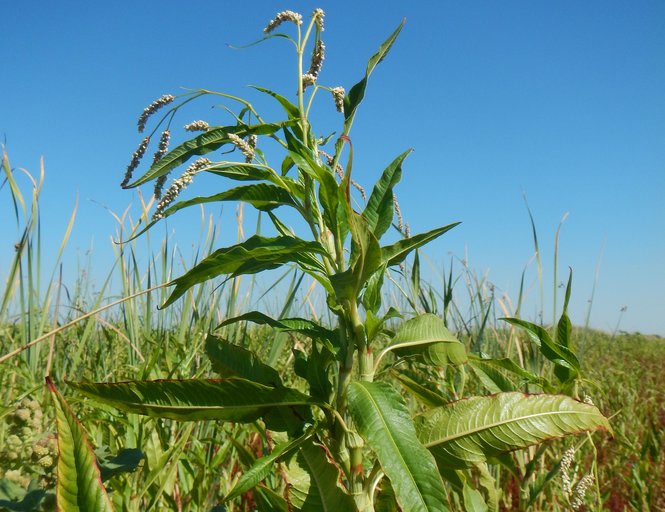Persicaria lapathifolia Persicaria lapathifolia
