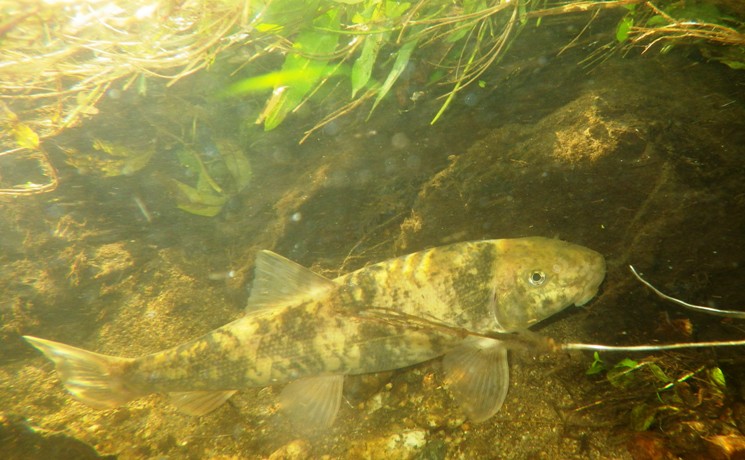 Catostomus santaanae Catostomus santaanae