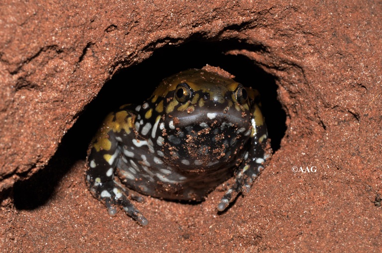Dermatonotus muelleri