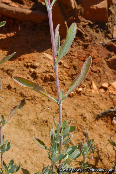 Salvia clevelandii
