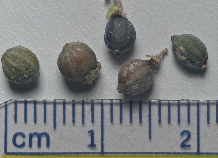 Mirabilis laevis