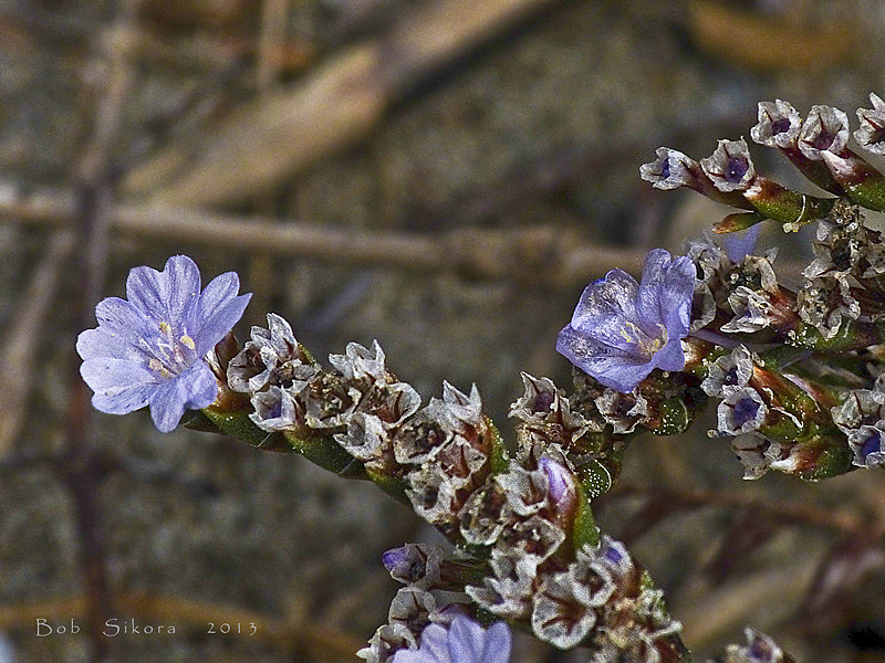 Limonium ramosissimum Limonium ramosissimum