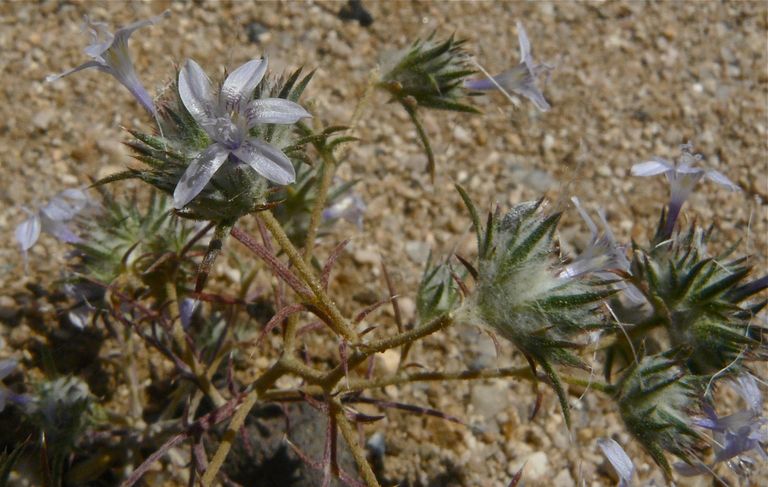 Eriastrum eremicum ssp. eremicum