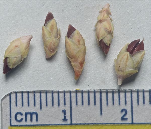 Ephedra viridis