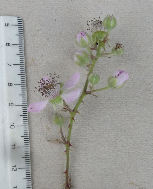 Rubus rubritinctus Rubus rubritinctus
