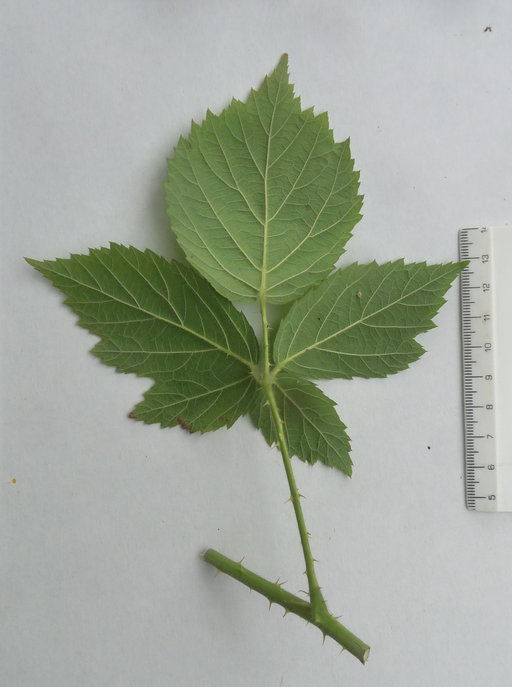 Rubus adscitus