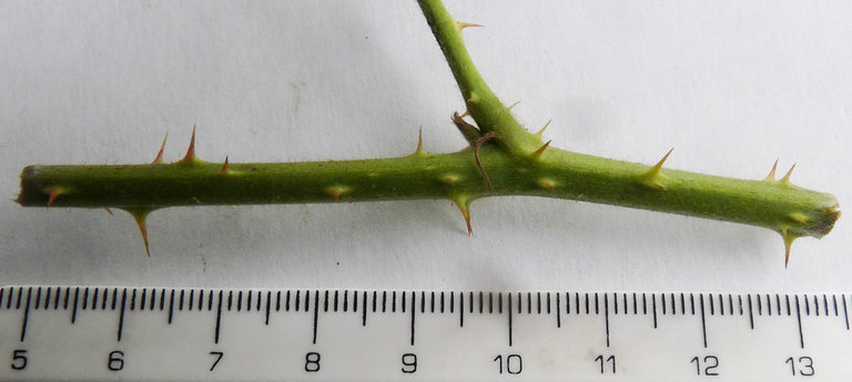 Rubus adscitus Rubus adscitus