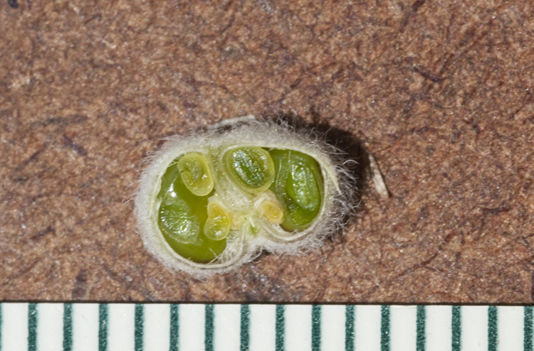 Astragalus mollissimus var. marcidus