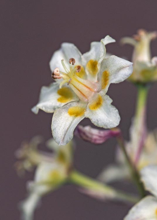 Anticlea elegans