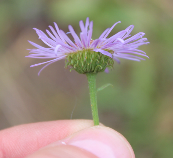 Erigeron speciosus Erigeron speciosus