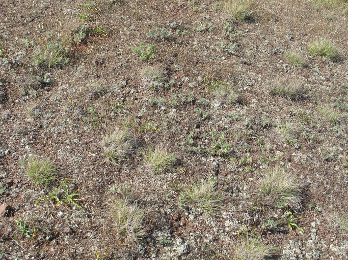 Festuca idahoensis Festuca idahoensis