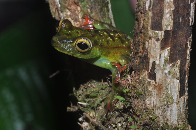 Boana rufitela