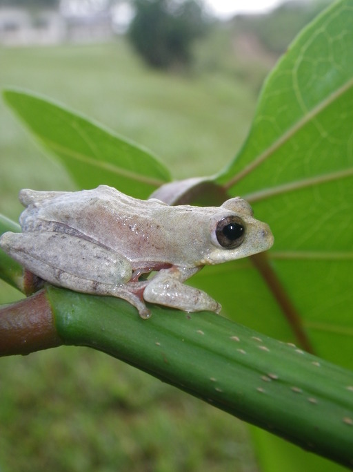 Hyperolius tuberculatus