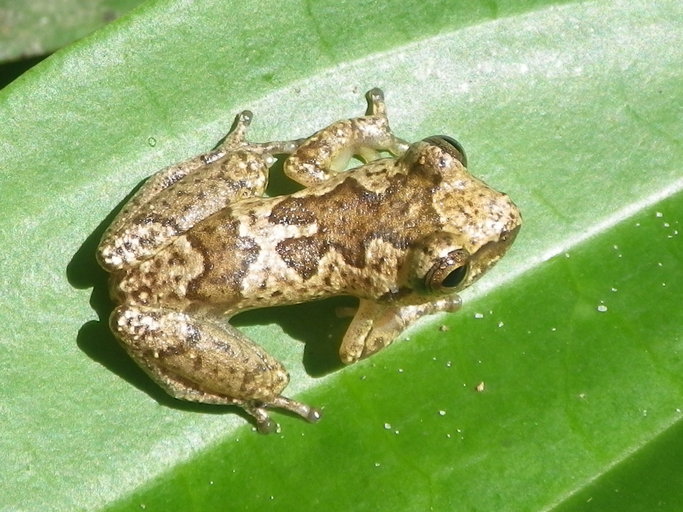 Hyperolius kuligae Hyperolius kuligae