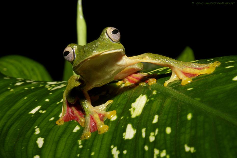 Rhacophorus malabaricus Rhacophorus malabaricus