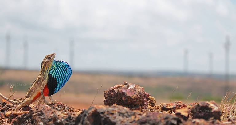 sitana ponticeriana sitana ponticeriana