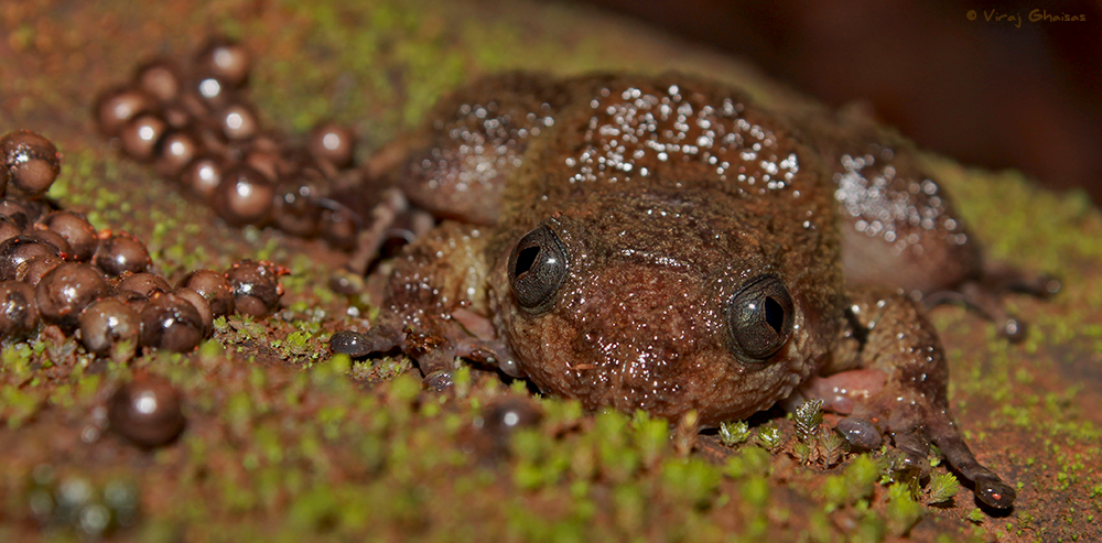Nyctibatrachus sp. Nyctibatrachus sp.