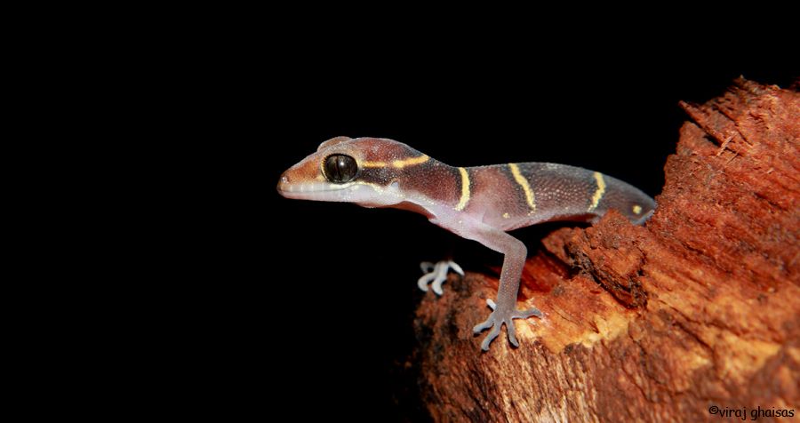 Cyrtodactylus deccanensis Cyrtodactylus deccanensis