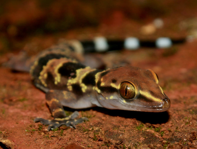 Hemidactylus maculatus Hemidactylus maculatus
