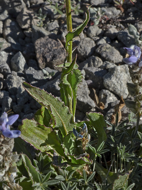 Senecio scorzonella Senecio scorzonella