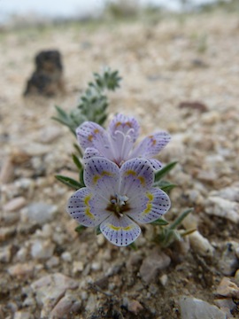 Langloisia setosissima