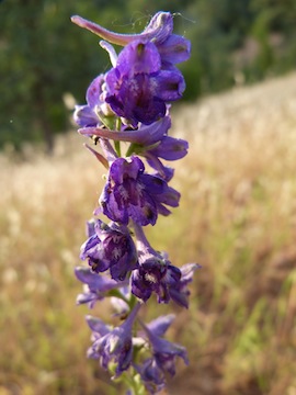Delphinium hesperium Delphinium hesperium