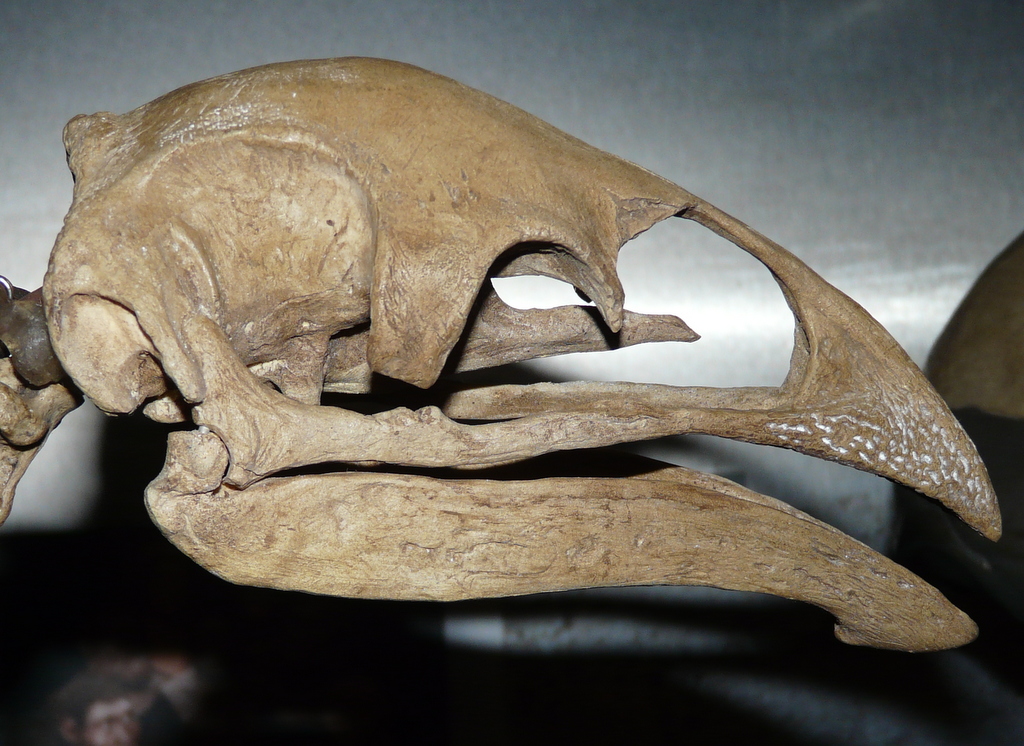 Pachyornis elephantopus