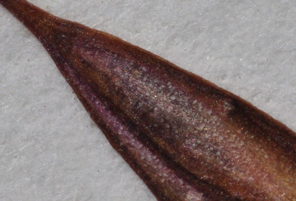 Erythranthe taylorii