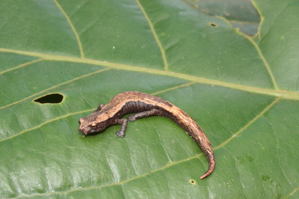 Bolitoglossa occidentalis