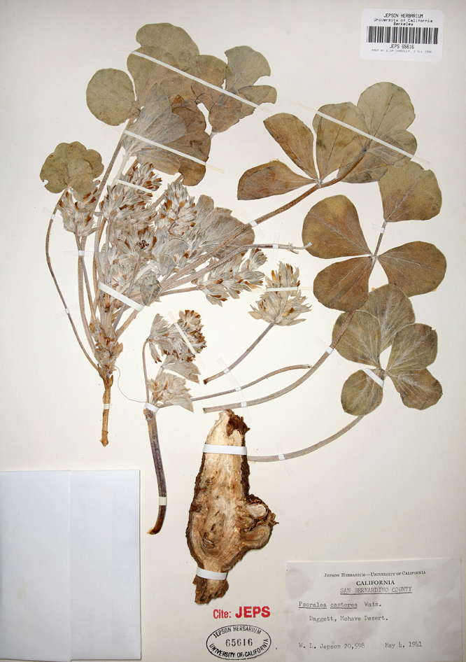 Pediomelum castoreum Pediomelum castoreum