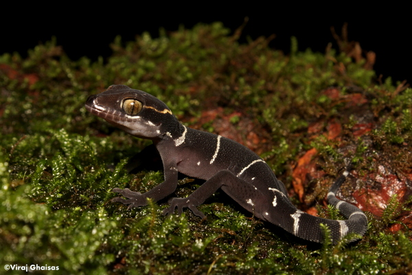 Cyrtodactylus albofasciatus Cyrtodactylus albofasciatus
