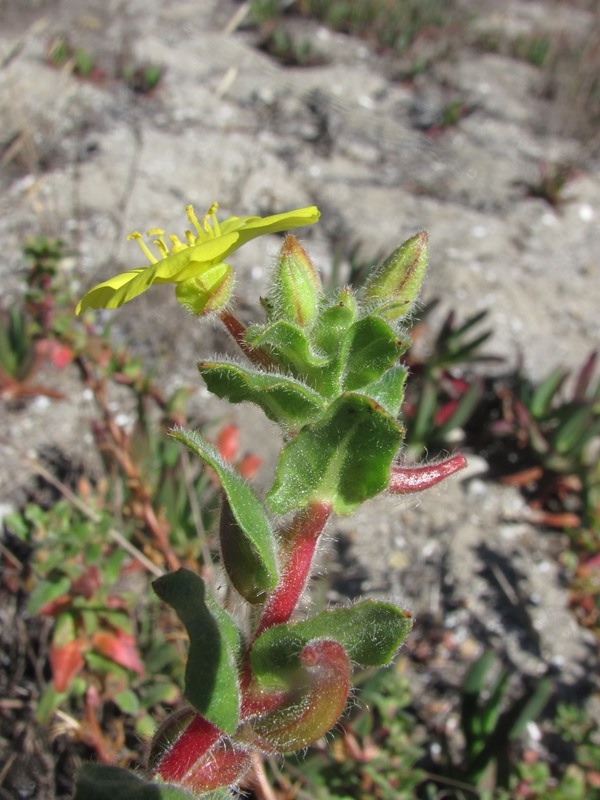 Camissoniopsis cheiranthifolia