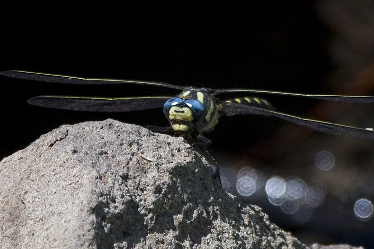 Cordulegaster dorsalis