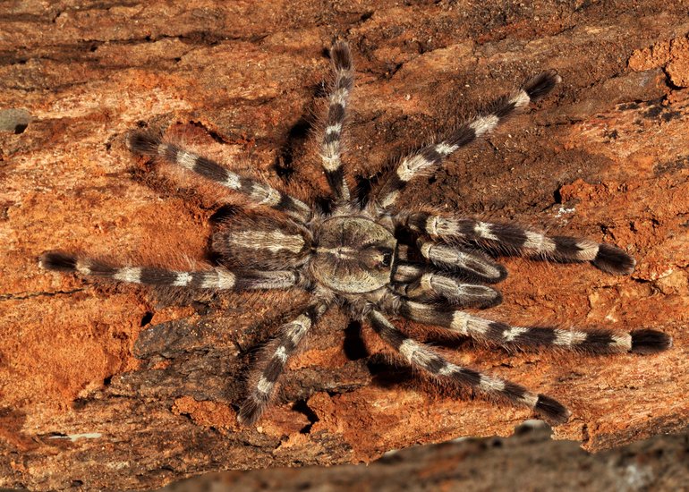 Poecilotheria chaojii Poecilotheria chaojii