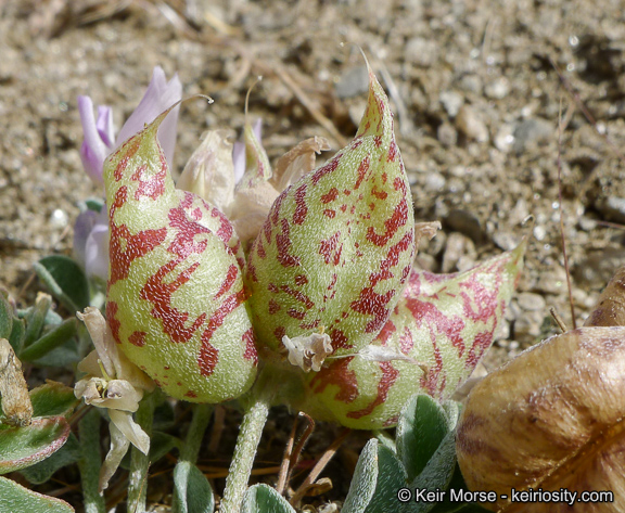Astragalus lentiginosus var. antonius