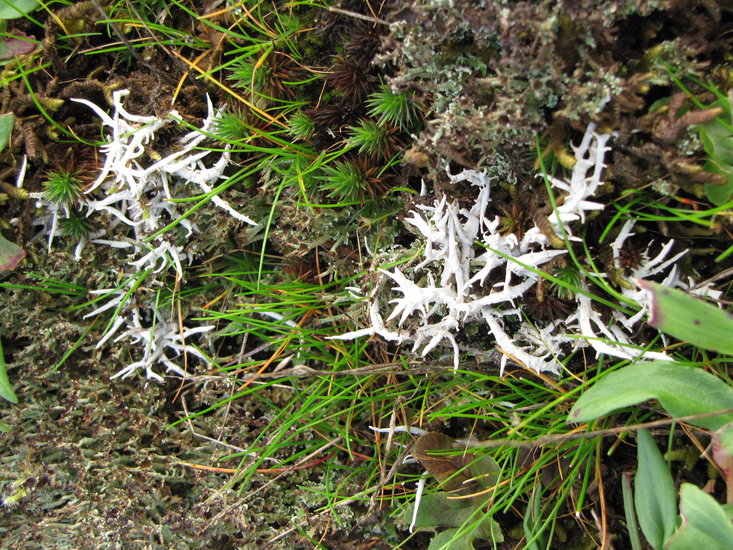 Thamnolia vermicularis