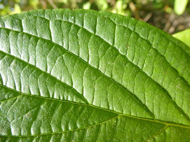 Cornus sericea ssp. occidentalis
