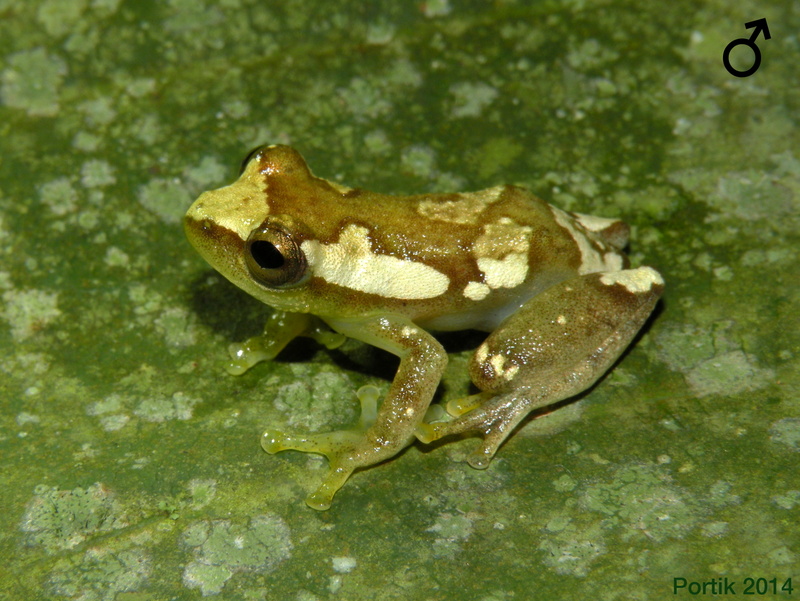 Hyperolius langi Hyperolius langi