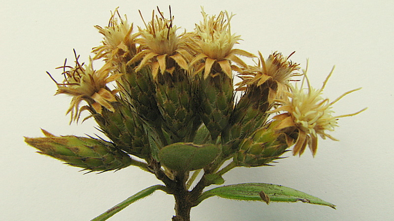 Dasyphyllum lanceolatum