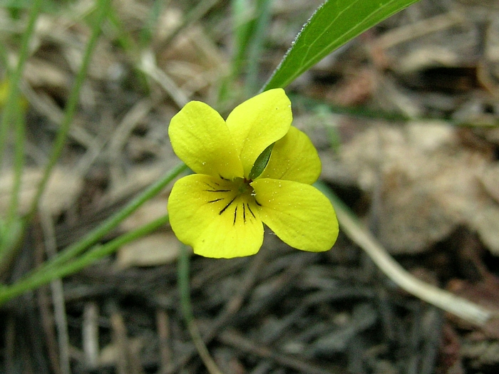 Viola bakeri