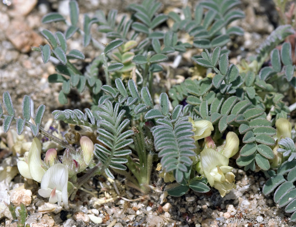 Astragalus circumdatus
